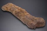 Fossil Hadrosaur (Edmontosaurus) Femur - Wyoming #313984-3